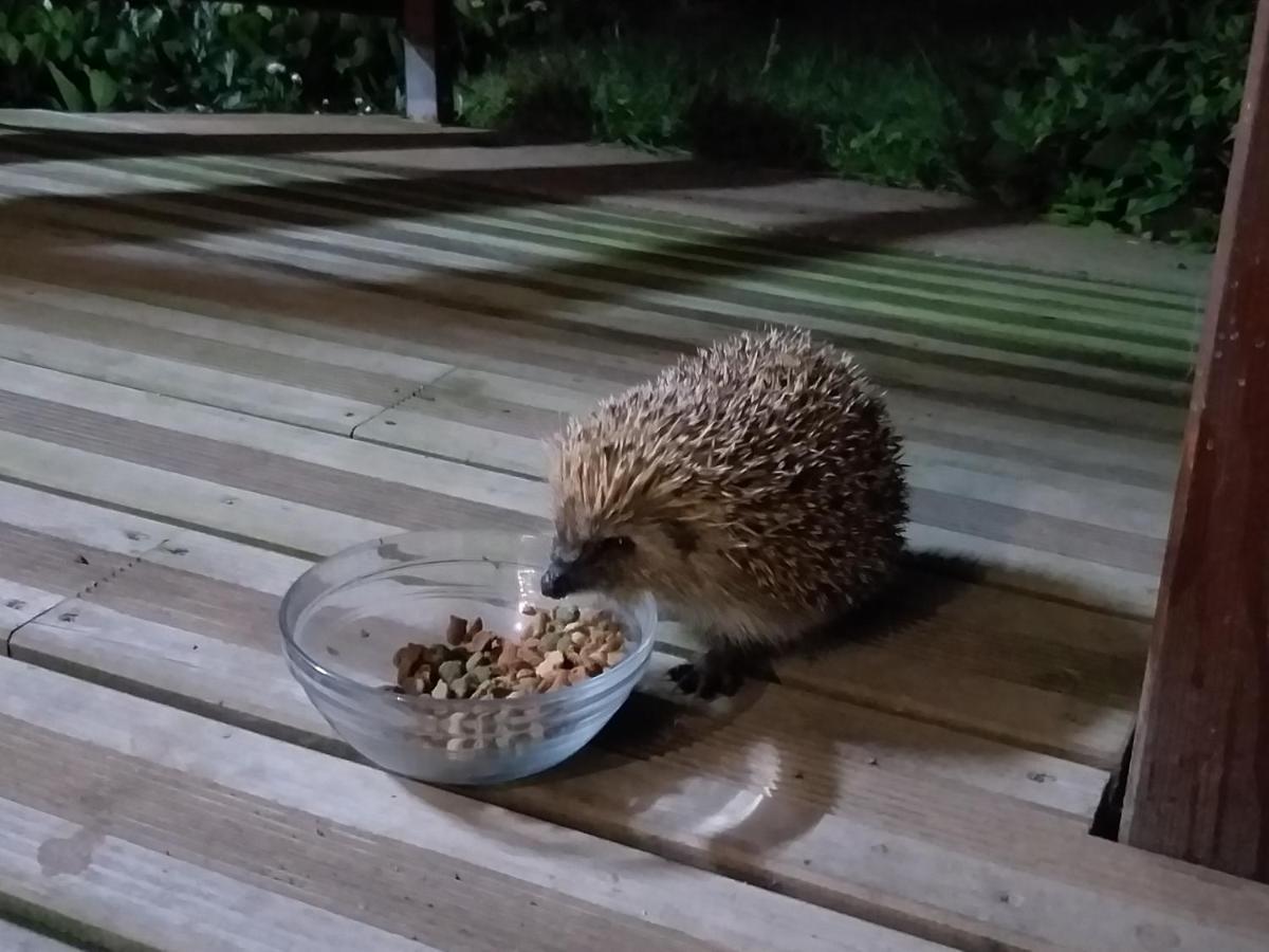 Quinta Da Pavoa - Cottage House ヴィラ・フランカ・ド・カンポ エクステリア 写真
