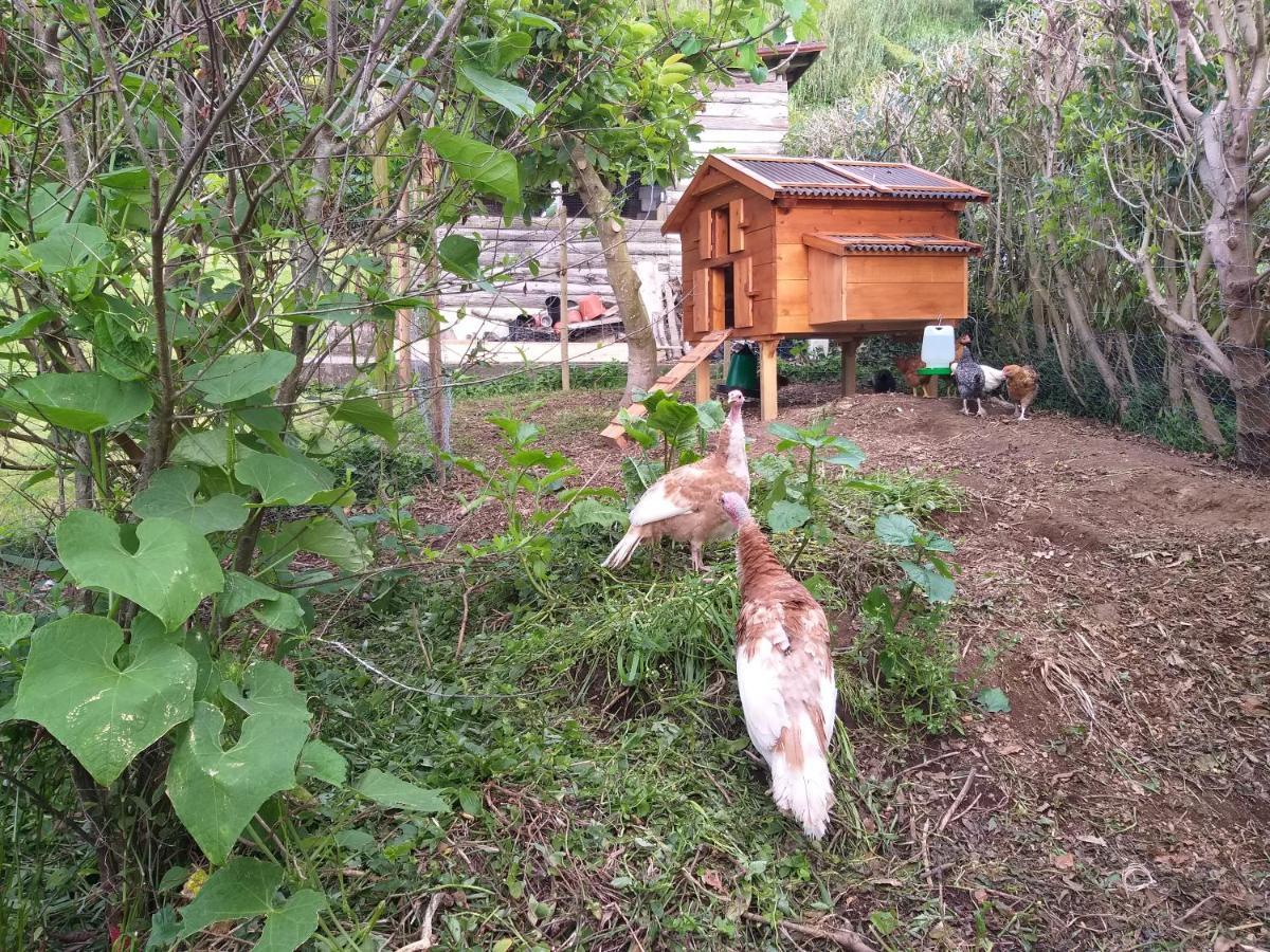 Quinta Da Pavoa - Cottage House ヴィラ・フランカ・ド・カンポ エクステリア 写真