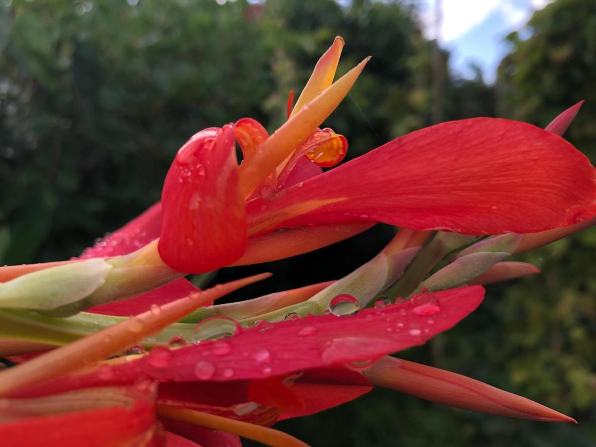 Quinta Da Pavoa - Cottage House ヴィラ・フランカ・ド・カンポ エクステリア 写真